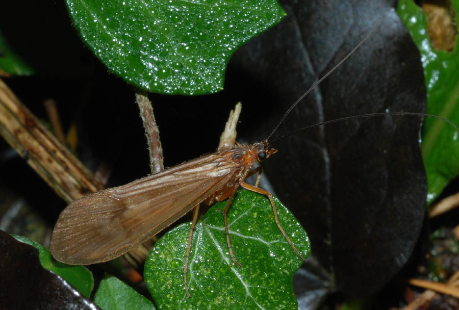 Potamophylax sp.